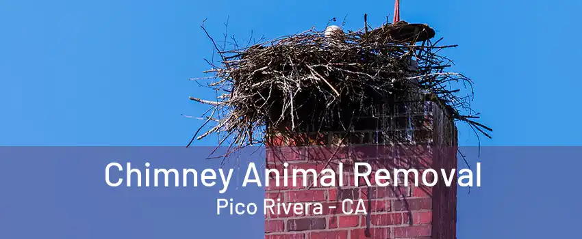 Chimney Animal Removal Pico Rivera - CA